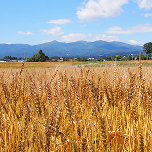 群馬県の小麦畑